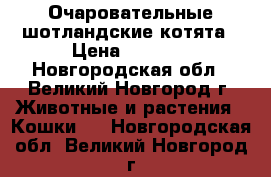  Очаровательные шотландские котята › Цена ­ 8 000 - Новгородская обл., Великий Новгород г. Животные и растения » Кошки   . Новгородская обл.,Великий Новгород г.